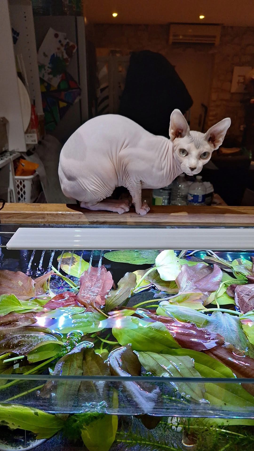 Tia de la lignée Soberano